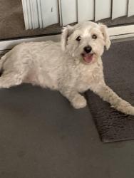 Reunited Female Dog last seen Durango and Gowan, Las Vegas, NV 89129