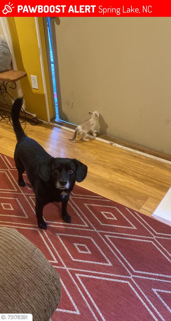 Lost Male Dog last seen Manchester area near compare store spring lake Nc, Spring Lake, NC 28390