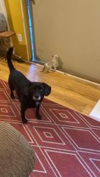 Lost Male Dog last seen Manchester area near compare store spring lake Nc, Spring Lake, NC 28390