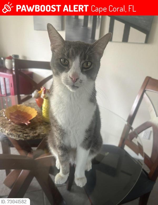 Lost Male Cat last seen NE 18th Terrace & NE 20th Avenue, Cape Coral, FL 33909