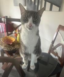 Lost Male Cat last seen NE 18th Terrace & NE 20th Avenue, Cape Coral, FL 33909