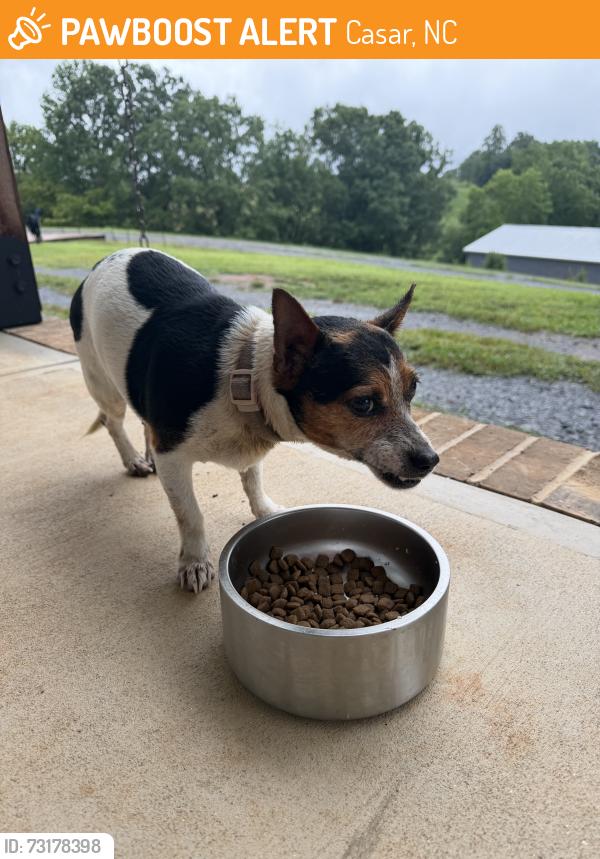 Found/Stray Female Dog last seen Navaho Drive, Casar, NC 28020, Casar, NC 28020