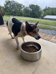 Found/Stray Female Dog last seen Navaho Drive, Casar, NC 28020, Casar, NC 28020