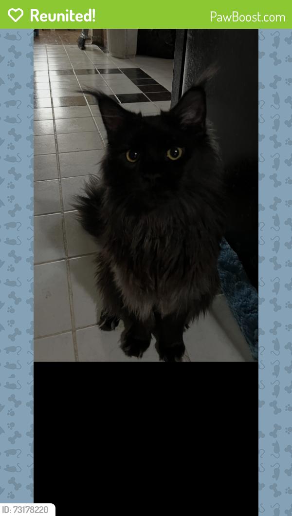 Reunited Male Cat last seen South Chicago Ave, Luella Ave, Yates Ave, Crandon Ave, Chicago, IL 60617