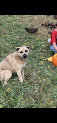 Lost Female Dog last seen Bull Creek Road ,l, Marshall, NC 28753