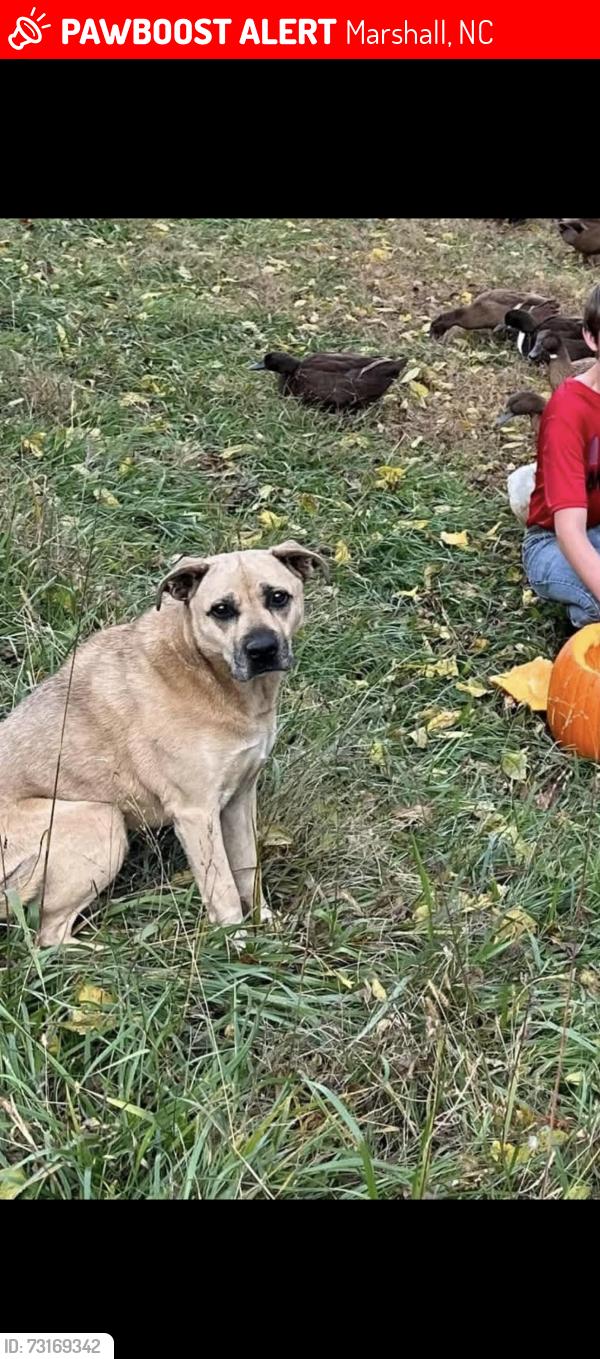 Lost Female Dog last seen Bull Creek Road ,l, Marshall, NC 28753