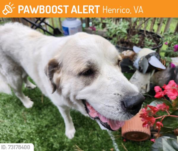 Found/Stray Female Dog last seen Baysdale and Three Chopt, near Freeman H.S., Henrico, VA 23229