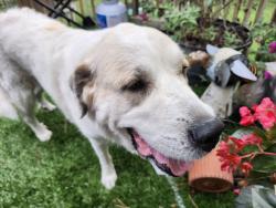 Found/Stray Female Dog last seen Baysdale and Three Chopt, near Freeman H.S., Henrico, VA 23229