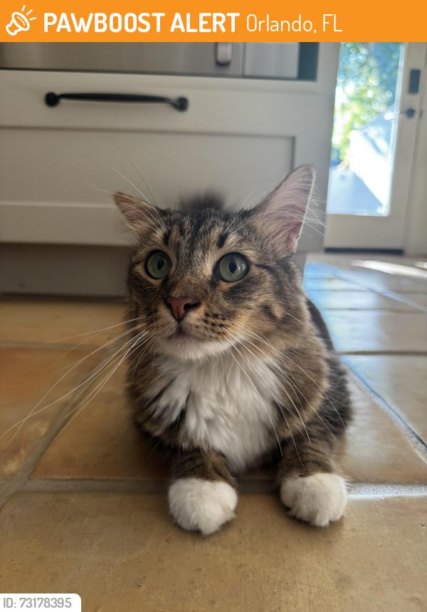 Found/Stray Female Cat last seen Anderson and Hyer, Orlando, FL 32801