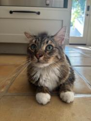 Found/Stray Female Cat last seen Anderson and Hyer, Orlando, FL 32801