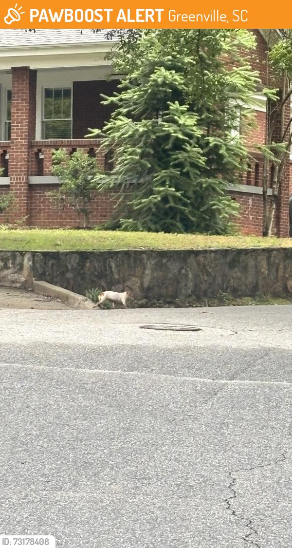 Found/Stray Unknown Dog last seen Monticello//McAdoo, Greenville, SC 29601