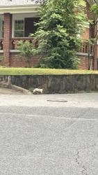 Found/Stray Unknown Dog last seen Monticello//McAdoo, Greenville, SC 29601