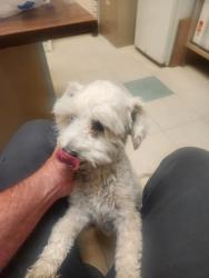 Reunited Female Dog last seen Durango Hills golf club, Las Vegas, NV 89129
