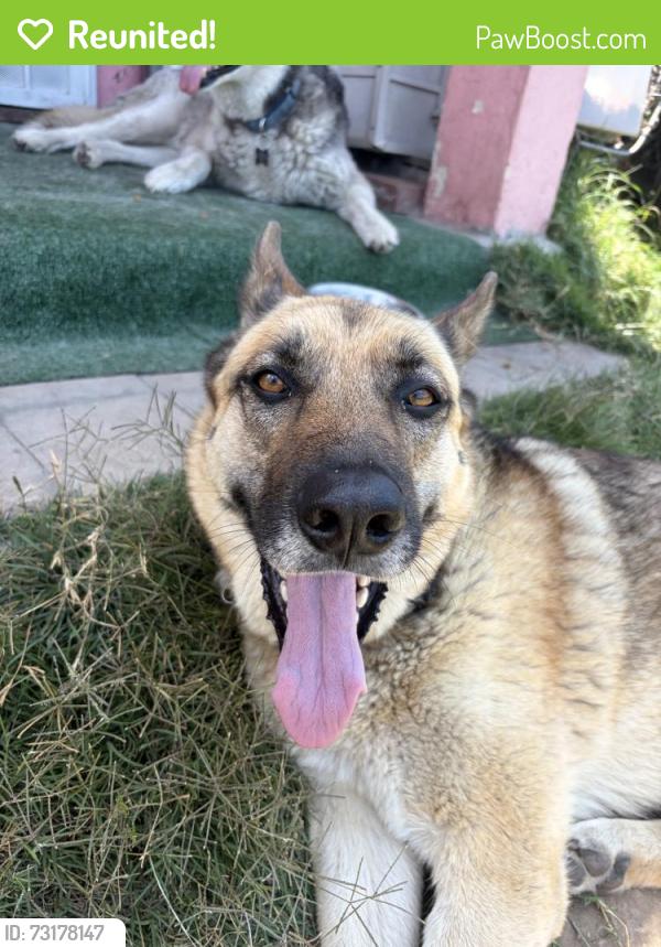Reunited Female Dog last seen Near W 110th St, Inglewood, CA 90303, USA, Inglewood, CA 90303