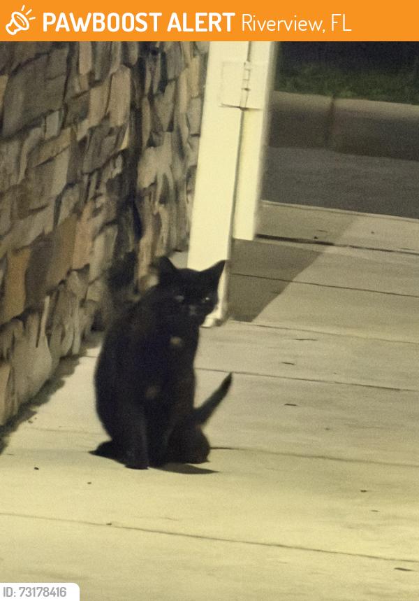 Found/Stray Unknown Cat last seen Falkenburg and Progress, Riverview, FL 33578