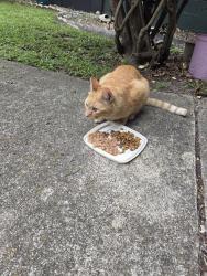 Found/Stray Male Cat last seen Eisenhower, Portsmouth, VA 23701
