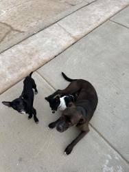 Reunited Male Dog last seen Next to heb in Alamo ranch, San Antonio, TX 78253