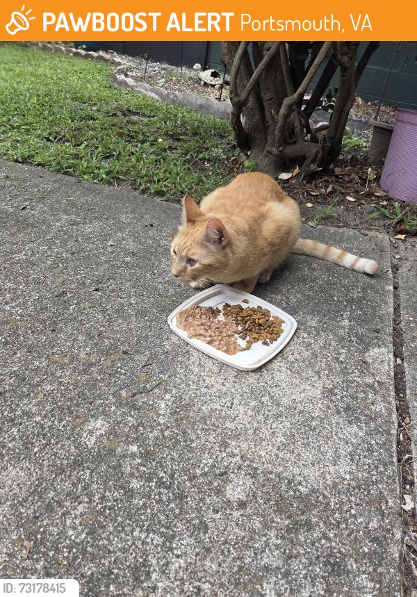 Found/Stray Male Cat last seen Eisenhower, Portsmouth, VA 23701
