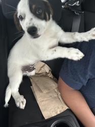 Found/Stray Male Dog last seen Near 210, Harnett County, NC 27501