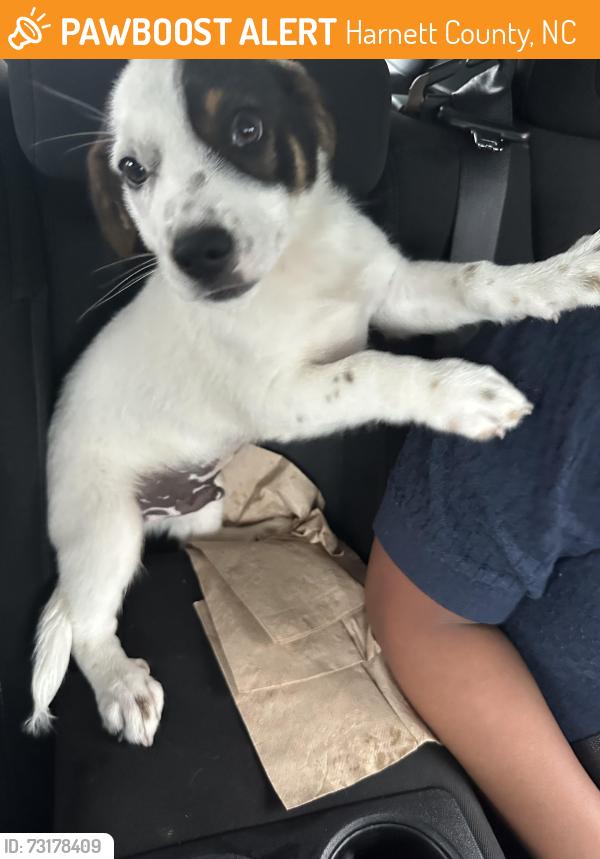 Found/Stray Male Dog last seen Near 210, Harnett County, NC 27501