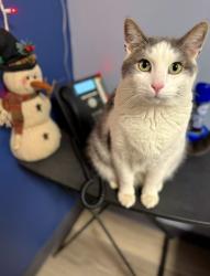Lost Male Cat last seen Lafayette & nevada, Waterloo, IA 50703