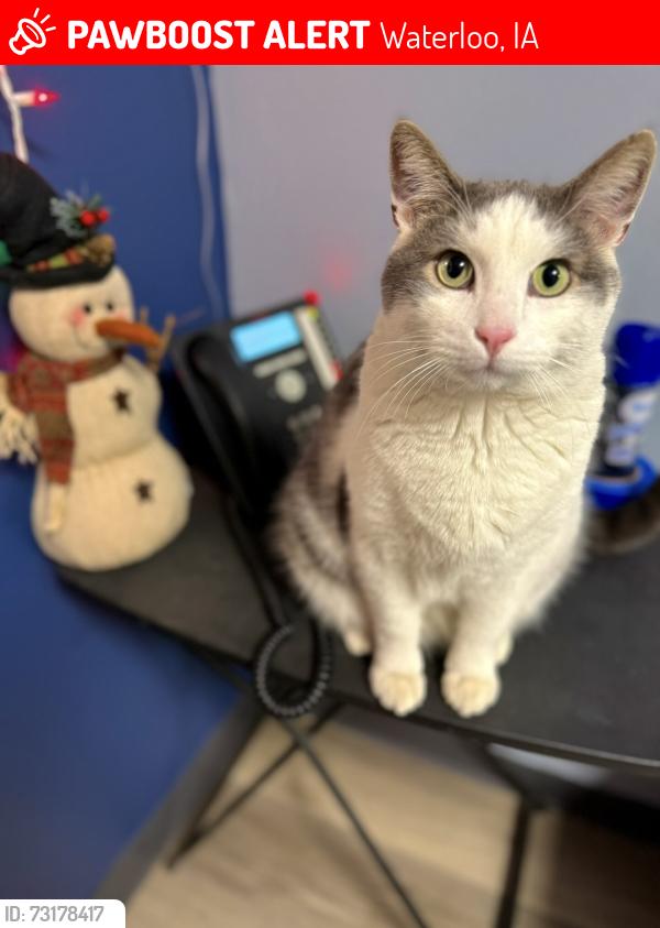 Lost Male Cat last seen Lafayette & nevada, Waterloo, IA 50703