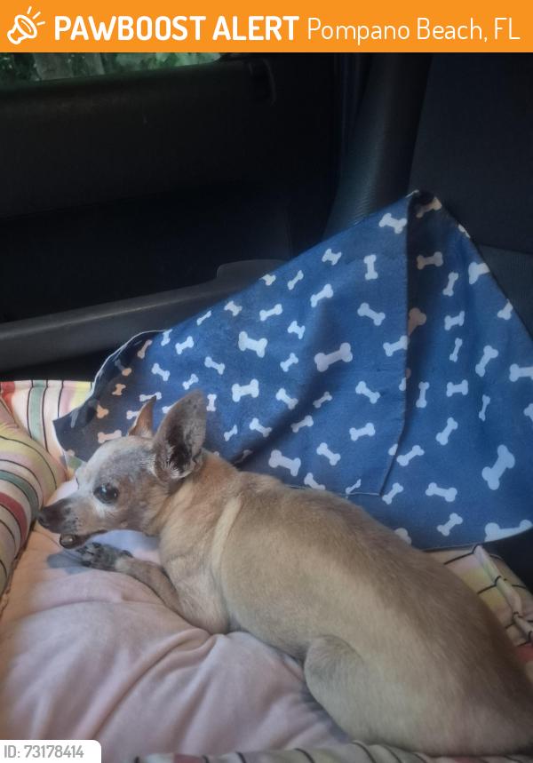 Found/Stray Male Dog last seen 24th St and 9th Terrace, Pompano Beach, FL 33064