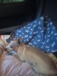 Found/Stray Male Dog last seen 24th St and 9th Terrace, Pompano Beach, FL 33064
