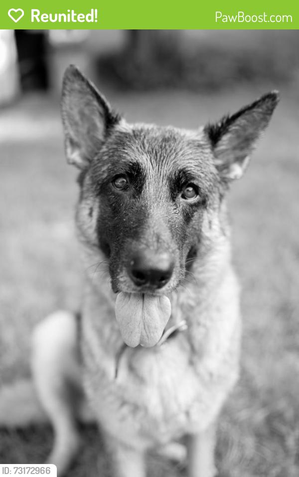Reunited Female Dog last seen Close to Deer Park S, Dousman, WI 53118