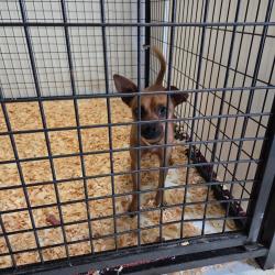 Shelter Stray Male Dog last seen , 2060 NE Rocky Ford Rd, Pinetta, FL 32350, USA
