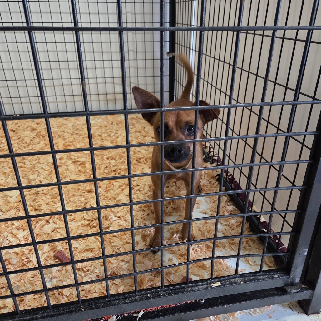 Shelter Stray Male Dog last seen , 2060 NE Rocky Ford Rd, Pinetta, FL 32350, USA