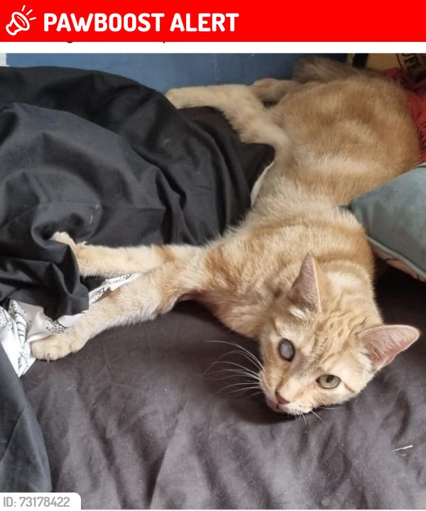 Lost Male Cat last seen Near berkeley road birmingham b25 8nw, West Midlands, England B25 8NW