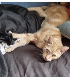 Lost Male Cat last seen Near berkeley road birmingham b25 8nw, West Midlands, England B25 8NW