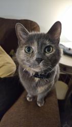 Lost Female Cat last seen Conrad and Ontario St Sarnia, Sarnia, ON N7T 1L5