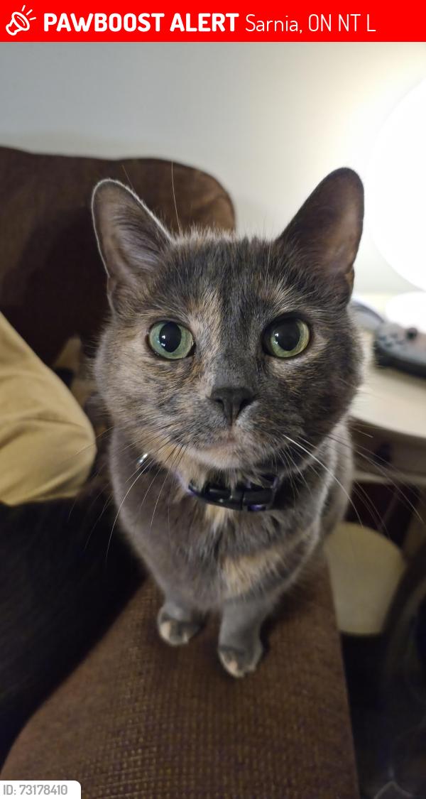 Lost Female Cat last seen Conrad and Ontario St Sarnia, Sarnia, ON N7T 1L5