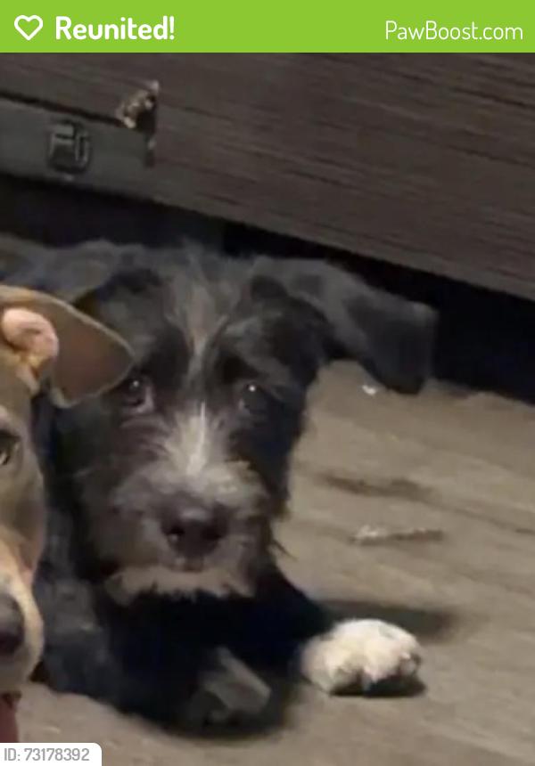 Reunited Male Dog last seen Near NE 132nd St, North Miami, FL 33161, USA, North Miami, FL 33161
