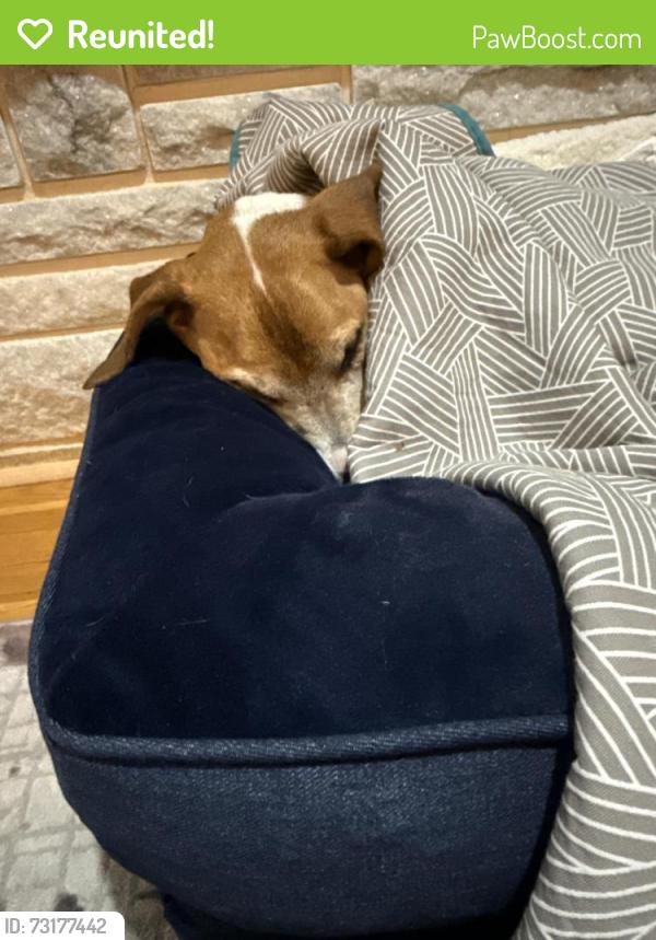 Reunited Female Dog last seen Russell road, Durham, NC 27712