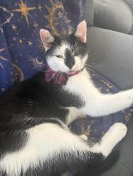 Lost Male Cat last seen Last seen at our hse, Wem, England SY4 5AY