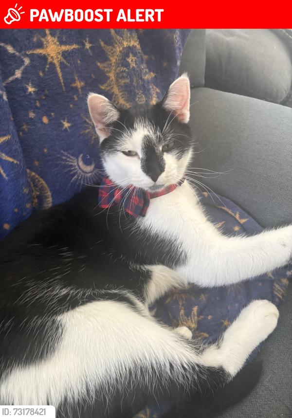 Lost Male Cat last seen Last seen at our hse, Wem, England SY4 5AY