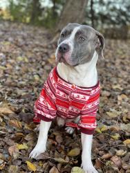 Reunited Male Dog last seen Near Alken Cir, New Port Richey, FL 34653, USA, New Port Richey, FL 34653