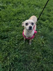 Lost Female Dog last seen Hwy 92 Acworth Georgia, Acworth, GA 30101