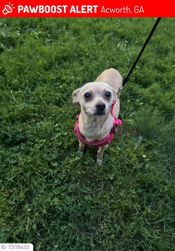 Lost Female Dog last seen Hwy 92 Acworth Georgia, Acworth, GA 30101