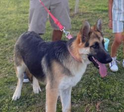 Lost Male Dog last seen Park and Drexel, Tucson, AZ 85706
