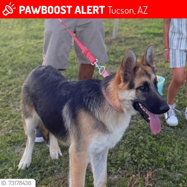 Lost Male Dog last seen Park and Drexel, Tucson, AZ 85706