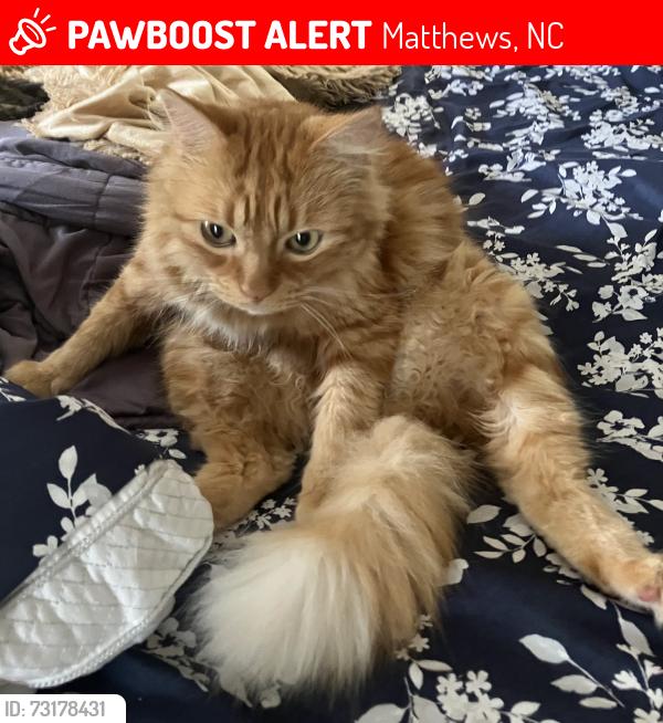 Lost Male Cat last seen Sadie dr., Matthews 28105, Matthews, NC 28105