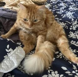 Lost Male Cat last seen Sadie dr., Matthews 28105, Matthews, NC 28105
