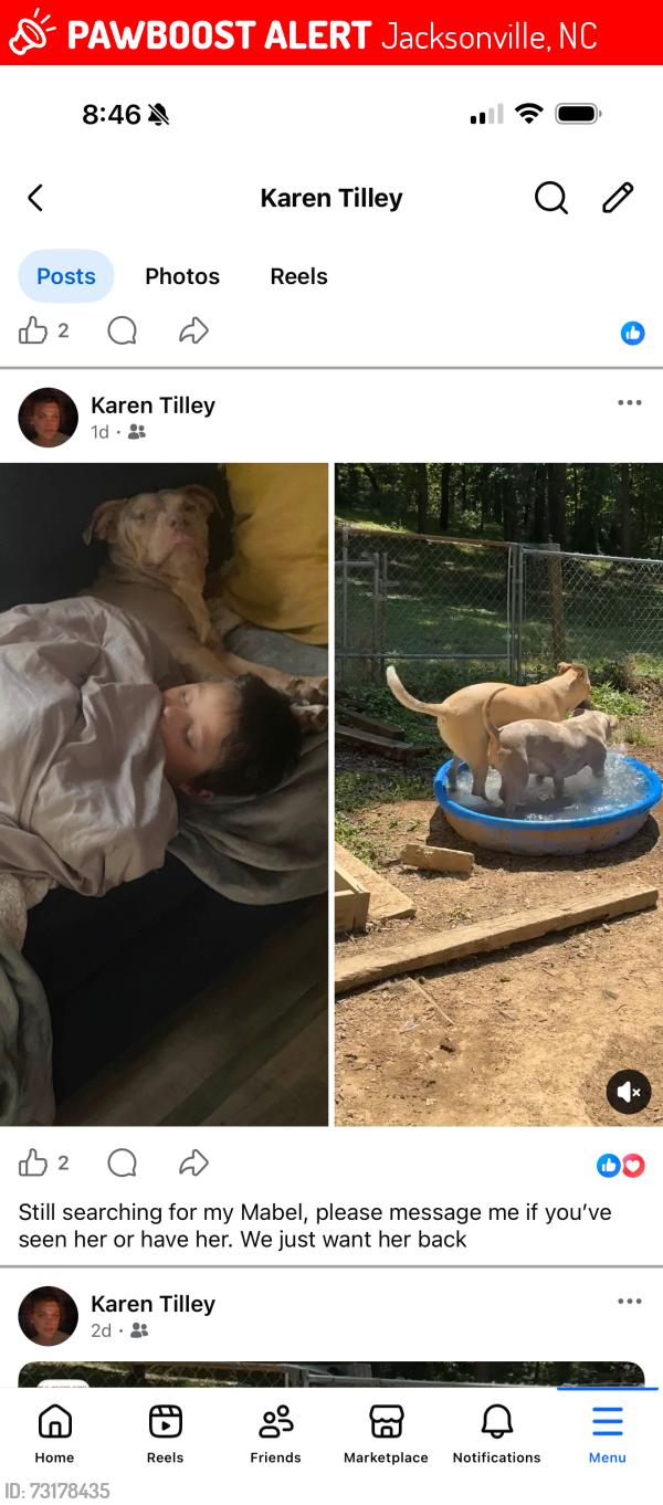 Lost Female Dog last seen Dennis road walnut cove nc 27052, Jacksonville, NC 28546