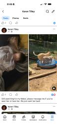 Lost Female Dog last seen Dennis road walnut cove nc 27052, Jacksonville, NC 28546