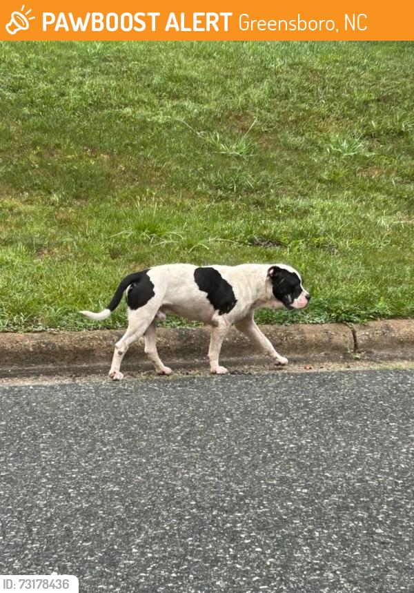Found/Stray Unknown Dog last seen Holden and Gracewood intersection, Greensboro, NC 27408