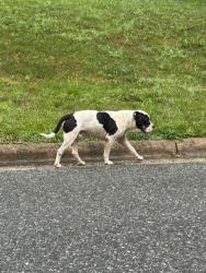 Found/Stray Unknown Dog last seen Holden and Gracewood intersection, Greensboro, NC 27408
